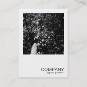 Carte De Visite Photo carré 0170 - London Plane Tree