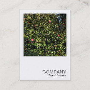 Carte De Visite Photo carré 0396 - Red Camellia Bush
