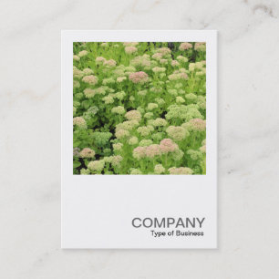 Carte De Visite Photo carré 0426 - Sedum (Automne Joy)