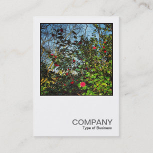 Carte De Visite Photo carré 0437 - Camellia Bush