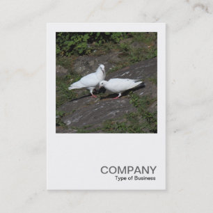 Carte De Visite Photo carré 0451 - Pigeons blancs