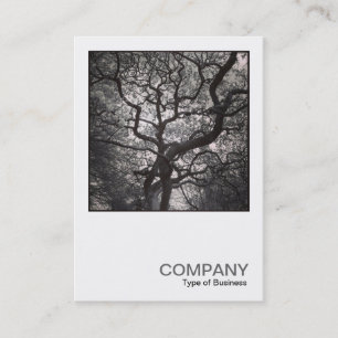 Carte De Visite Photo carré 0464 - Arbre de Magnolia en fleurs