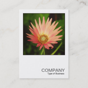 Carte De Visite Photo carré 0506 - African Daisy