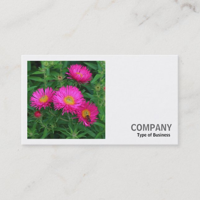 Carte De Visite Photo carré (v2) - Michaelmas Daisies 02 (Devant)