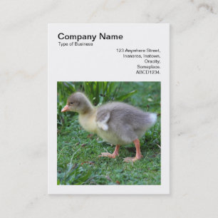 Carte De Visite Photo carré (v3) - Gosling