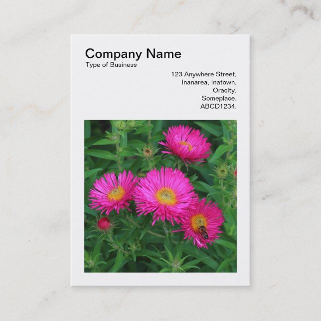 Carte De Visite Photo carré (v3) - Michaelmas Daisies 02 (Devant)