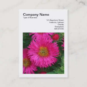 Carte De Visite Photo carré (v3) - Michaelmas Daisies 03