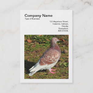 Carte De Visite Photo carré (v3) - Pigeon