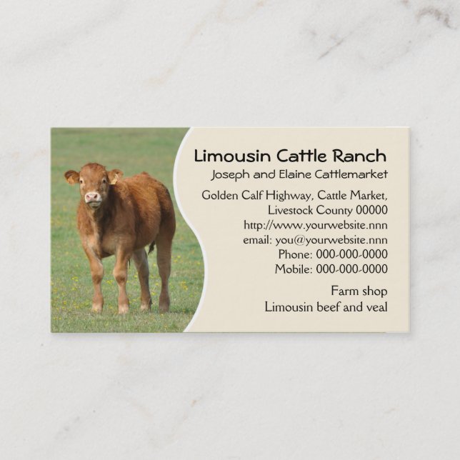 Carte De Visite Photo de veau de bétail du Limousin (Devant)