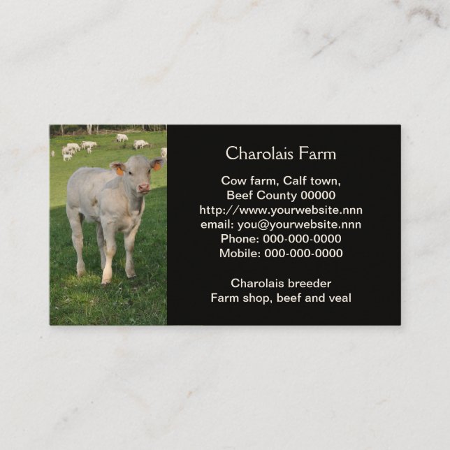 Carte De Visite Photo de veau de charolais blanc crémeux (Devant)