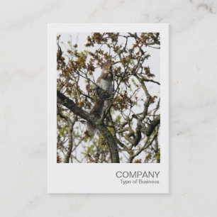 Carte De Visite Photo instantanée 01 - L'écureuil dans un arbre