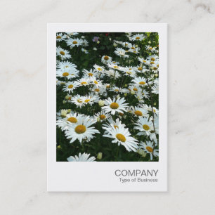 Carte De Visite Photo instantanée 09 - Shasta Daisy