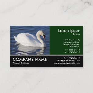Carte De Visite Photo Pied - Cygne muet