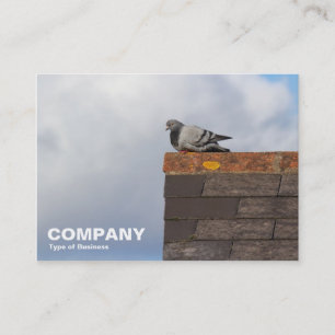Carte De Visite Pigeon bonjour