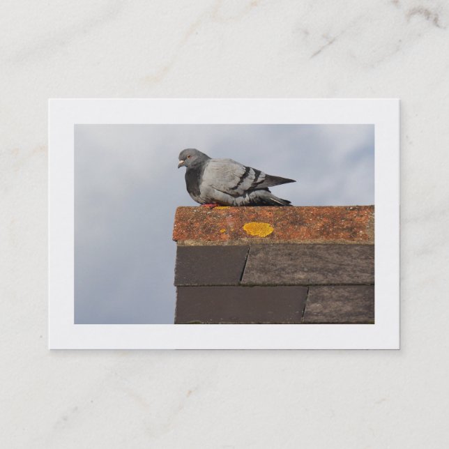 Carte De Visite Pigeon du bon matin (frontière) (Devant)