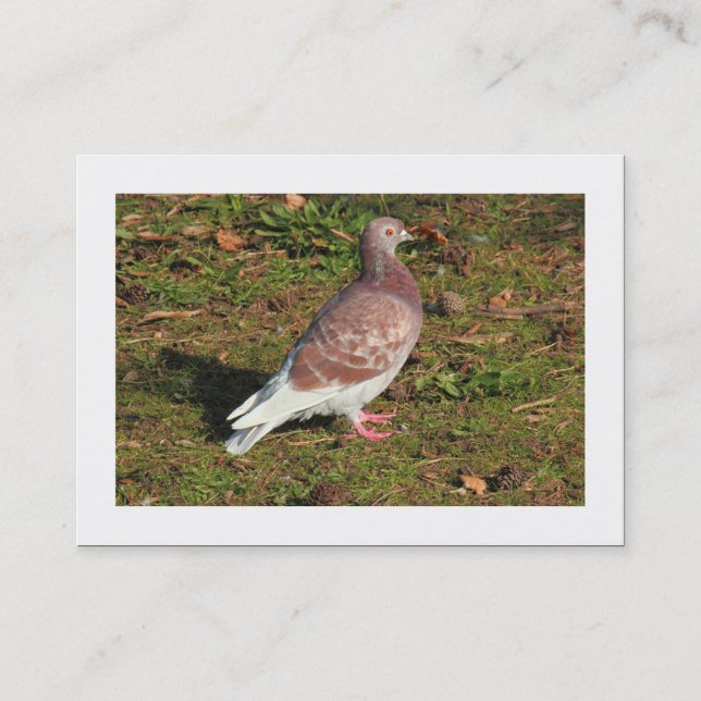 Carte De Visite Pigeon (frontière) (Devant)
