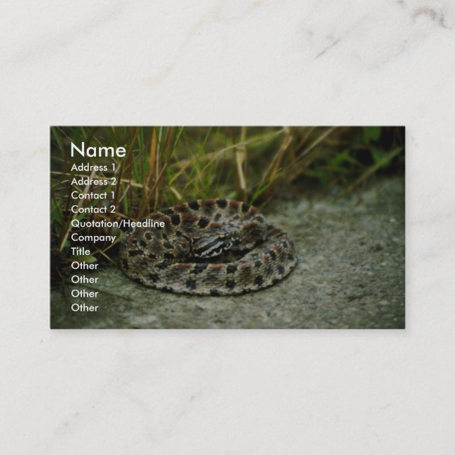 Carte De Visite Pigeon Rattlesnake (Devant)
