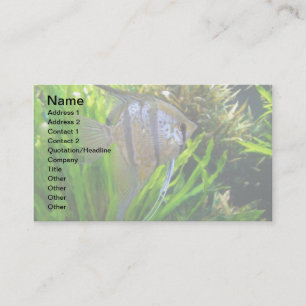 Carte De Visite Poissons d'ange