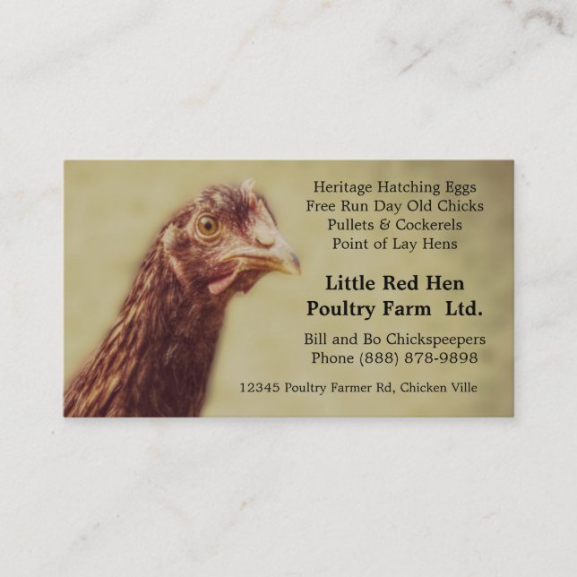 Carte De Visite Poulette de poulet de rouge d'île de Rhode - (Devant)