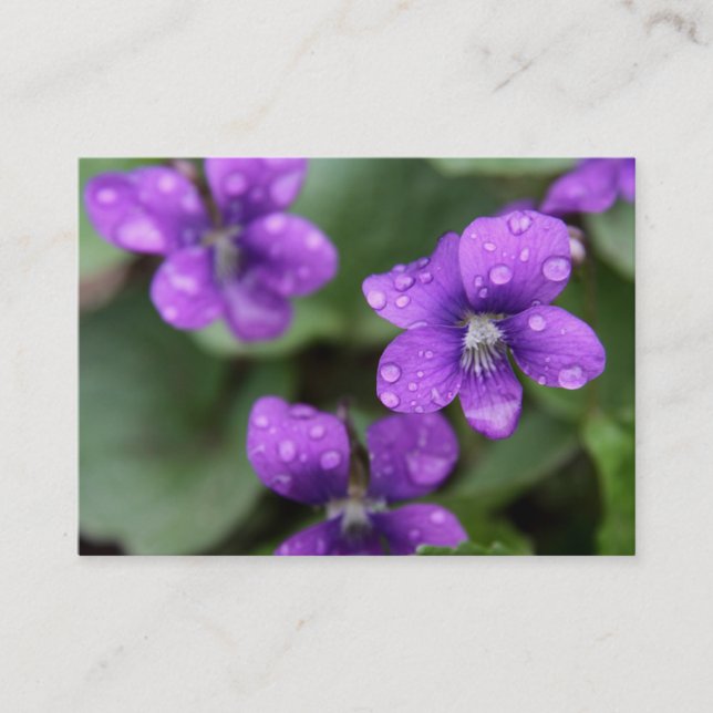 Carte de visite pourpre humide de violettes (Devant)