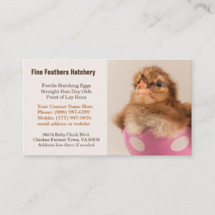 Carte De Visite Poussin de Welsummer de bébé dans l'établissement