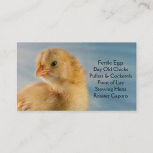 Carte De Visite Poussin d'un jour - couches ou ferme de poulets à