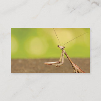 Carte De Visite Prier Mantis