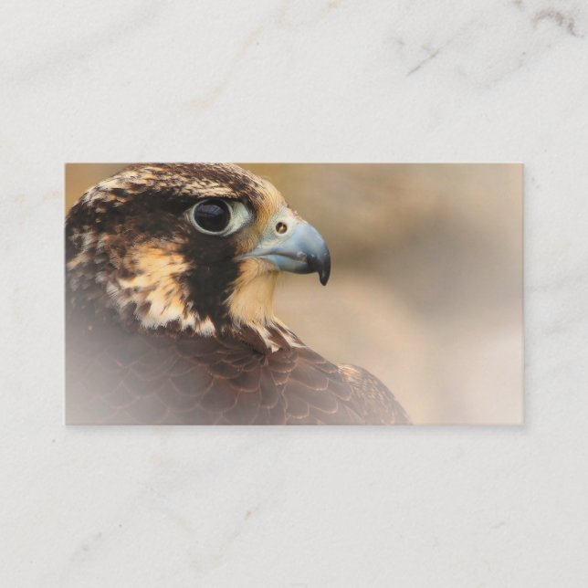 Carte De Visite Profil d'un faucon pèlerin (Devant)
