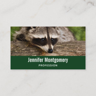 Carte De Visite Raccoon mignon reposant sur un journal