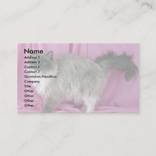 Carte De Visite Ragdoll, bleu admis