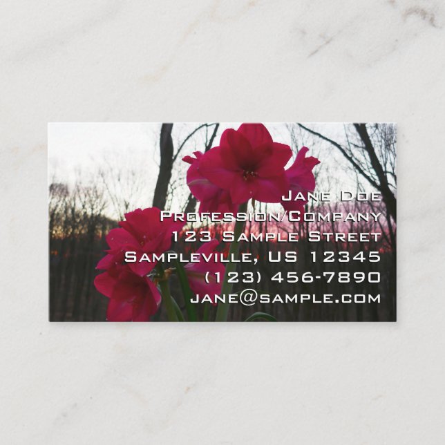 Carte De Visite Red Amaryllis et le lever du soleil d'hiver (Devant)