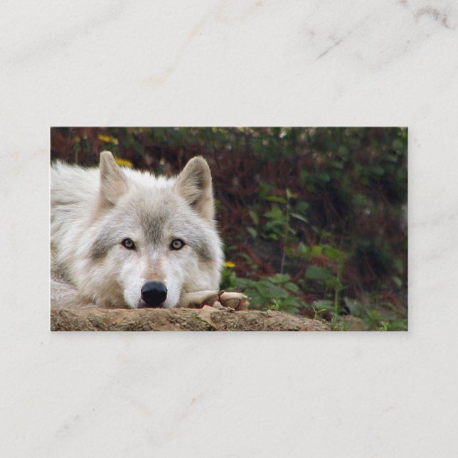 Carte De Visite Regard fixe de loup de bois de construction (Devant)