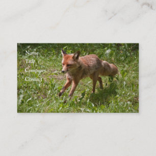 Carte De Visite Renard courant