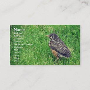Carte De Visite Robin bébé