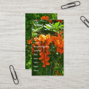 Carte de visite Scarlet Wisteria (Sesbania punicea