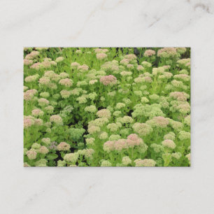 Carte De Visite Sedum (Joie d'automne)