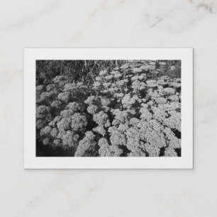 Carte De Visite Sedum "Joie d'automne" (Bordé)