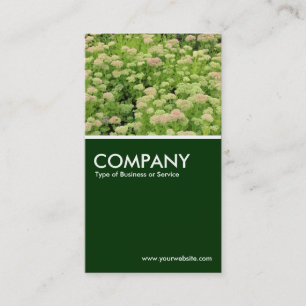 Carte De Visite Sedum (Joie d'automne) - Vert foncé