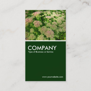 Carte De Visite Sedum "Joie d'automne" - Vert foncé