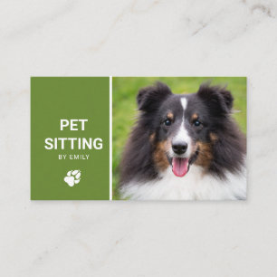 Carte De Visite Service de garde d'animaux Photo de chien Sheltie 
