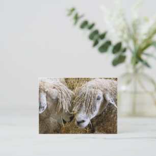 CARTE DE VISITE SHEEP