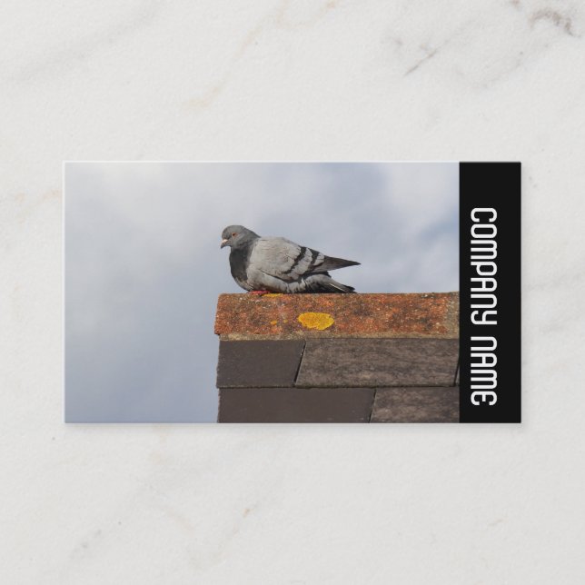 Carte De Visite Side Band - Good Morning Pigeon (Devant)
