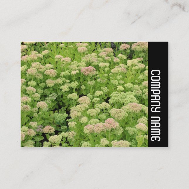 Carte De Visite Side Band - Sedum (Autumn Joy) (Devant)