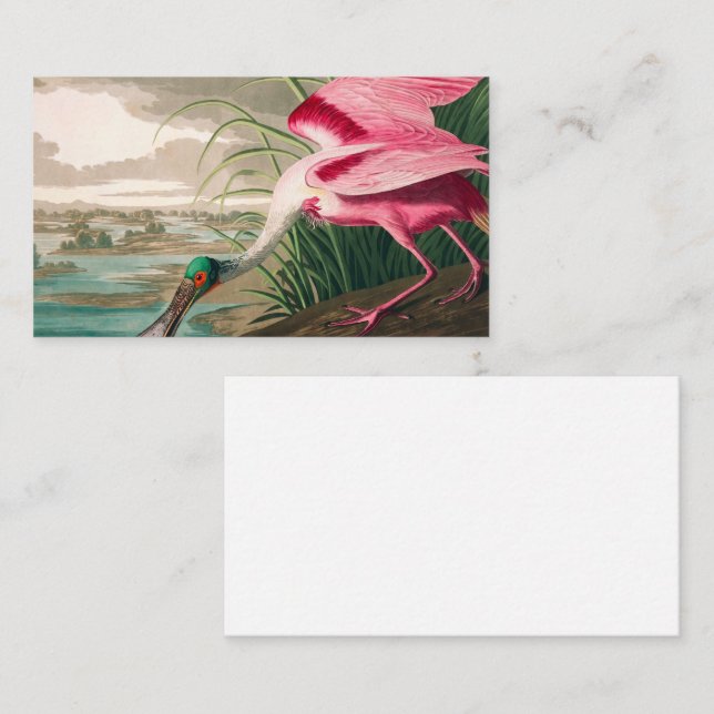 Carte De Visite Spoonbill sur le roseate par John James Audubon (Devant / Derrière)