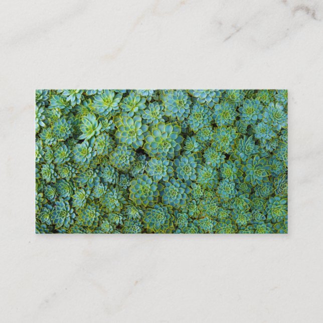 Carte De Visite Succulents verts Echeveria Plantes (Devant)