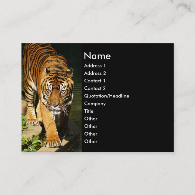 Carte De Visite tigre (Devant)