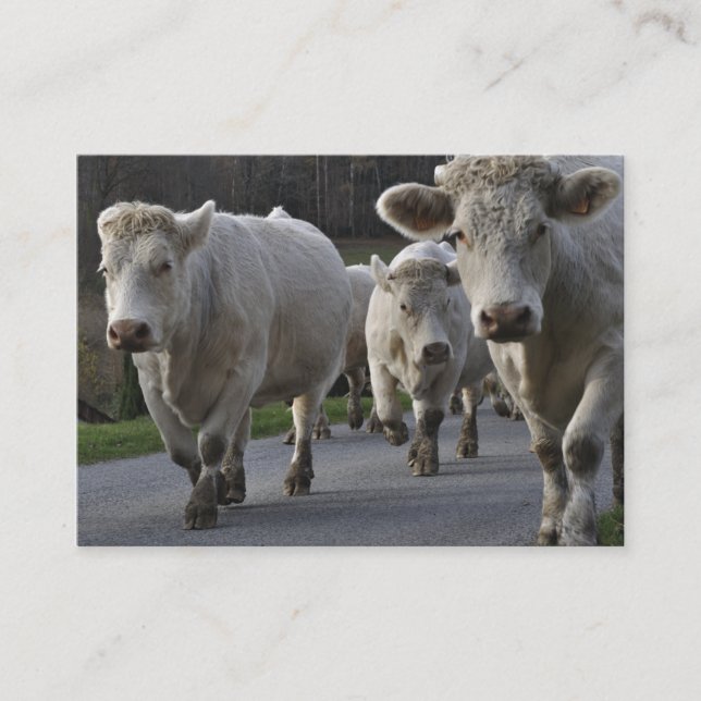 Carte De Visite Troupeau de cheptels bovins du charolais (Devant)