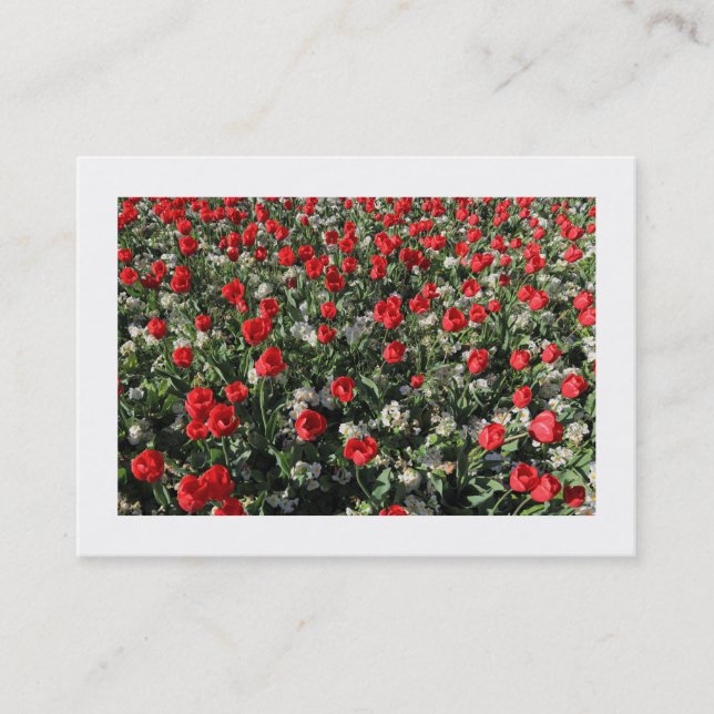 Carte De Visite Tulipes rouges et Primroses (frontières) (Devant)