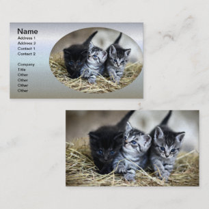 Carte De Visite Un trio de chatons nessonnés ensemble