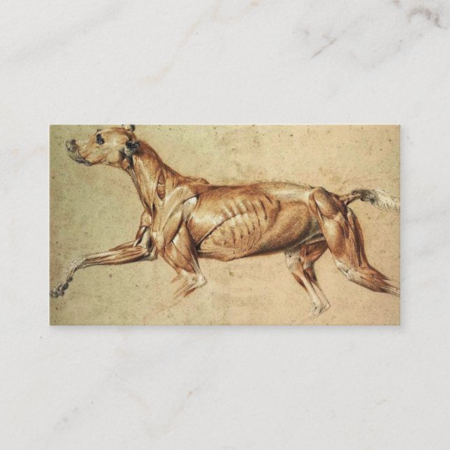 Carte de visite vétérinaire (Devant)
